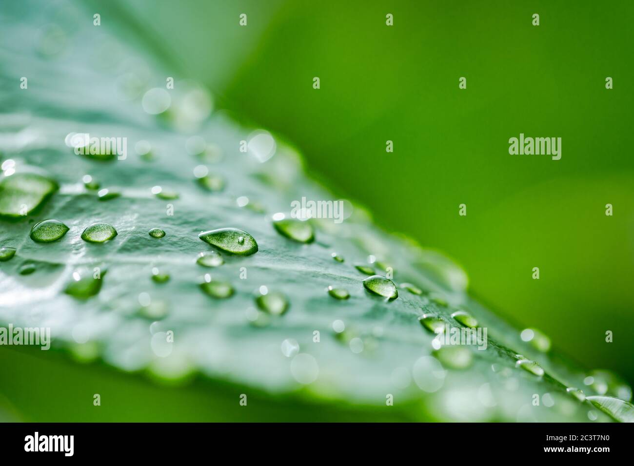 Schönes grünes Blatt mit Wassertropfen. Perfekte Natur Makro, sauberes Wasser Tröpfchen, Regen oder Morgentau Nahaufnahme. Grün frische Natur Stockfoto