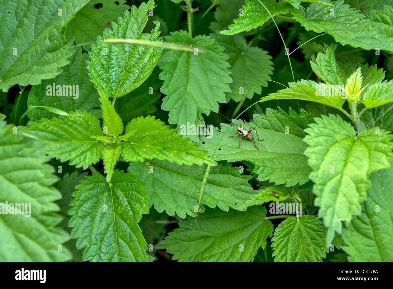 Ein schöner großer Busch junger Brennnessel und eine Heuschrecke, die sich dort versteckt. Brennnessel ist eine Pflanze, die häufig in der Ernährung von Menschen und Tieren verwendet wird. Stockfoto