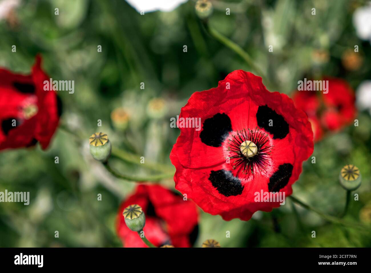 Marienkäfer Mohnblumen an der Grenze zu Great Dixter House and Gardens East Sussex UK Stockfoto