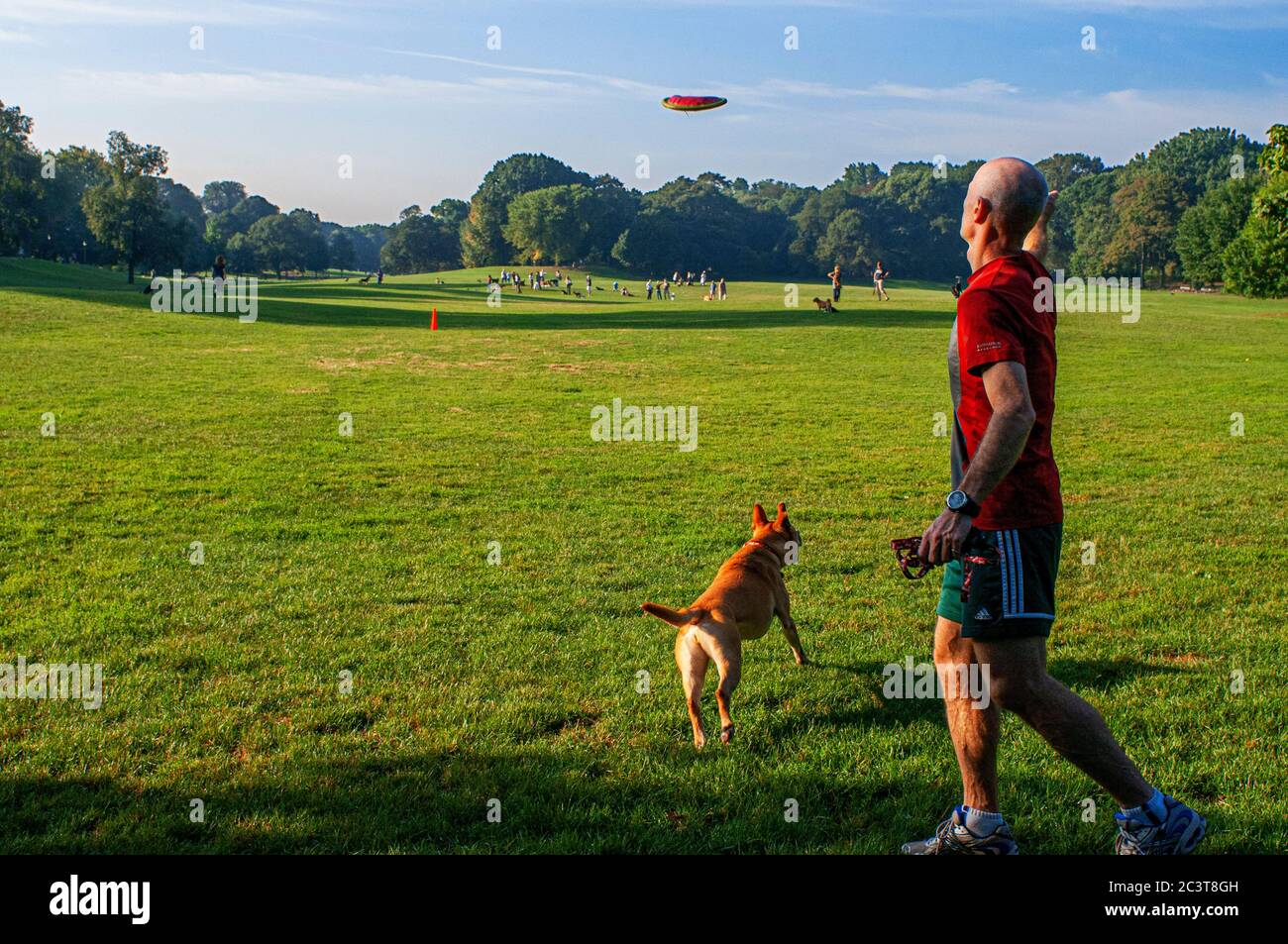 Mann, der mit einem Hund auf der Wiese des Prospect Park in Brooklyn, New York, USA spielt. Prospect Park ist ein 237 Hektar großer Park in Brooklyn. Es hat Stockfoto