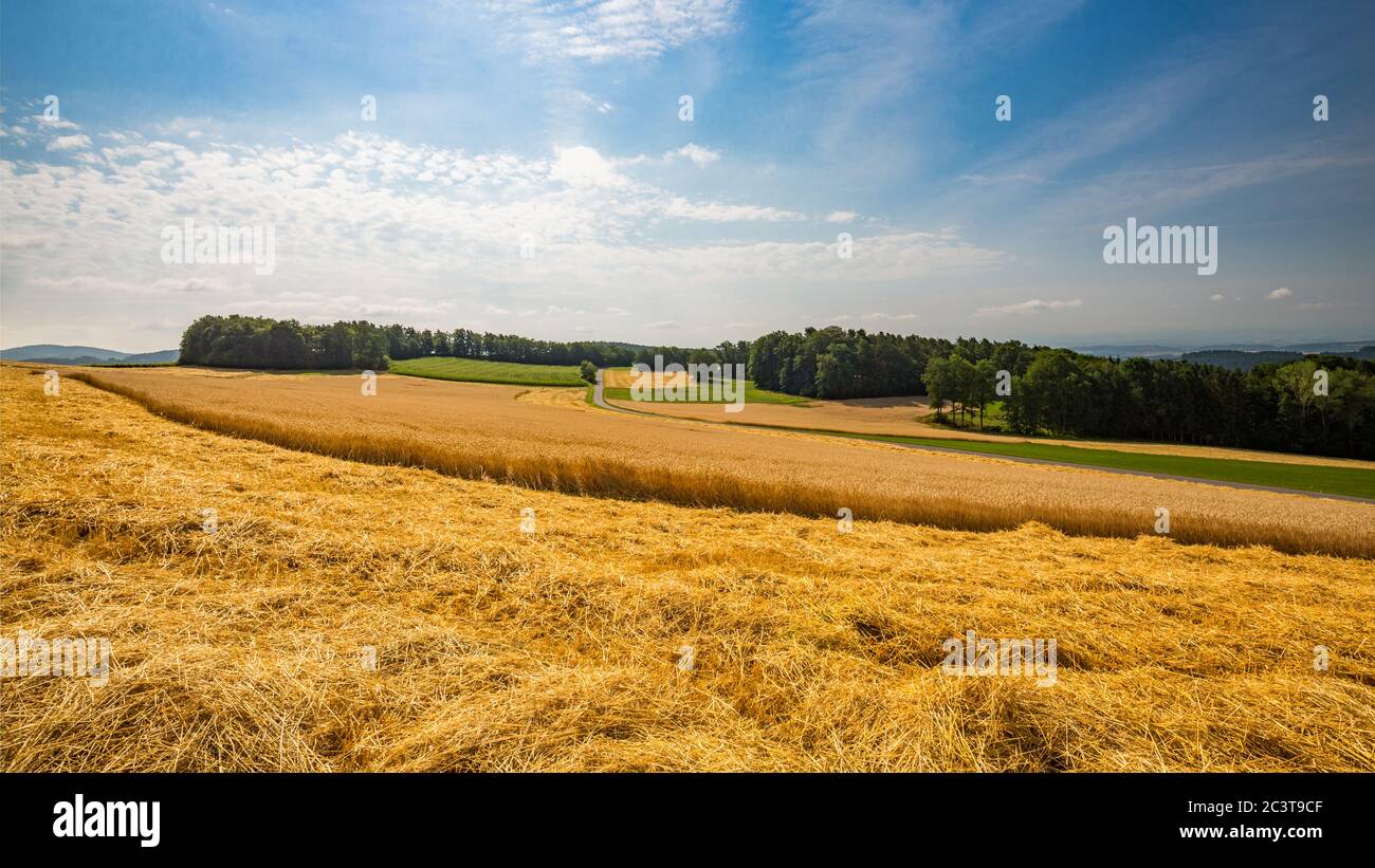 Panoramablick auf Landschaft von Weizenfeld, Ohren und gelben und grünen Hügeln. Landschaft von Weizenfeld in den Bergen Stockfoto