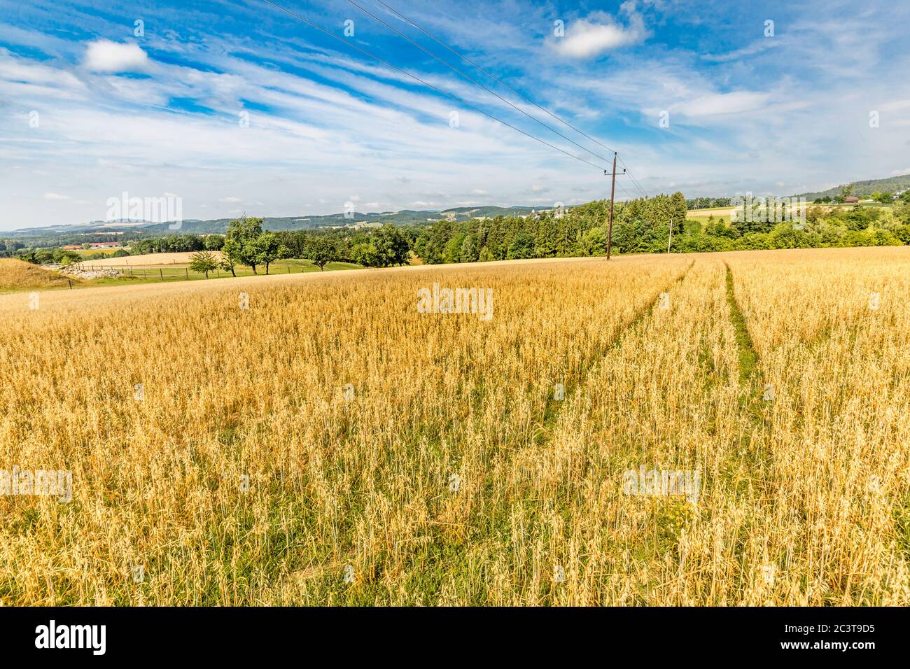 Panoramablick auf Landschaft von Weizenfeld, Ohren und gelben und grünen Hügeln. Landschaft von Weizenfeld in den Bergen Stockfoto