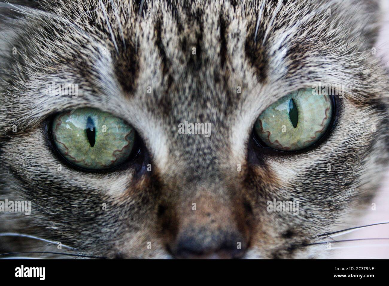 Nahaufnahme der Augen einer Katze, die auf die Kamera schaut. Horizontales Bild. Stockfoto