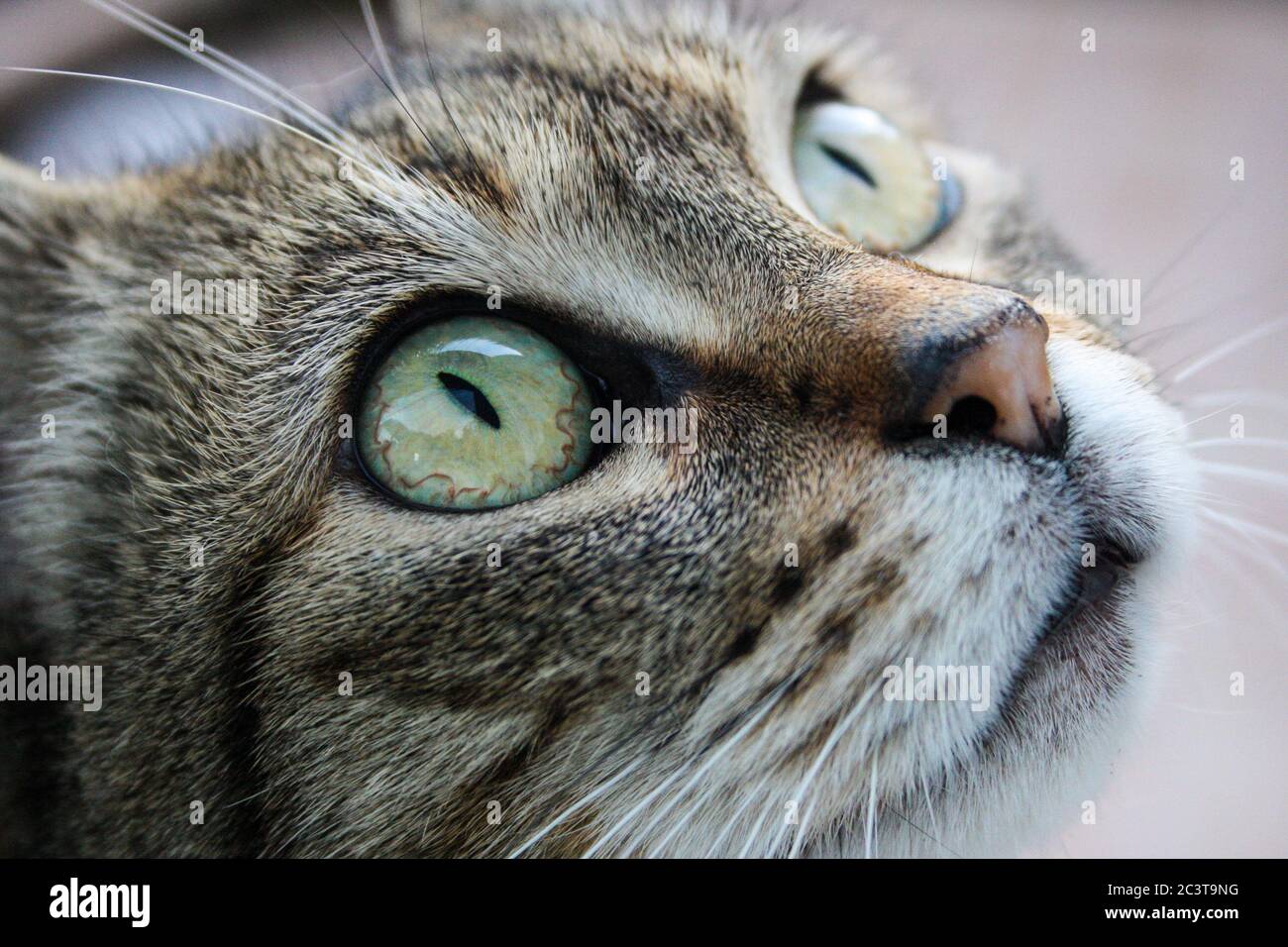 Nahaufnahme der Augen einer Katze, die nach oben schauen. Horizontales Bild. Stockfoto