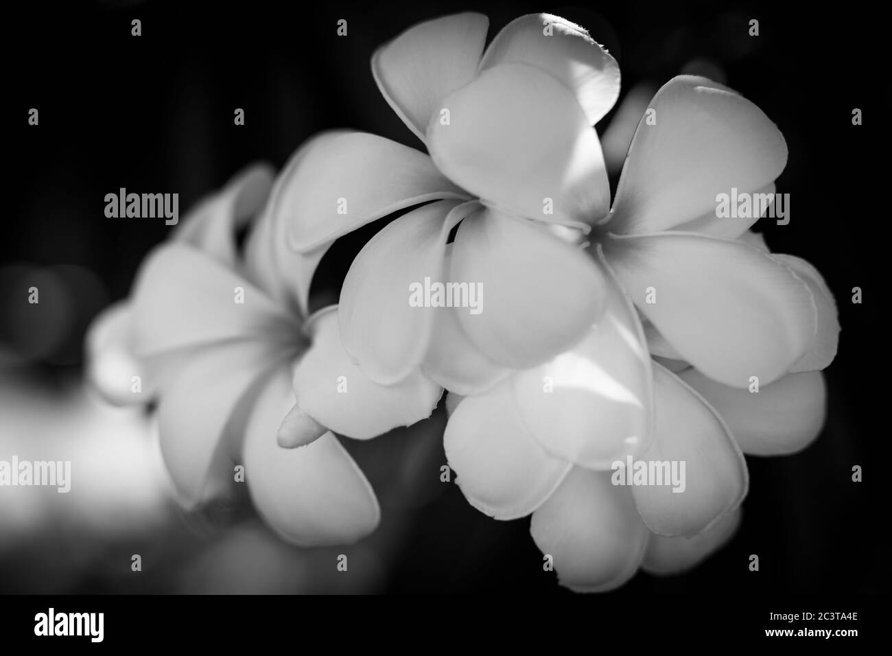 Hintergrundbeleuchtetes Plumeria im Morgenlicht. Tropisches Naturmuster, exotischer Blumengarten Stockfoto