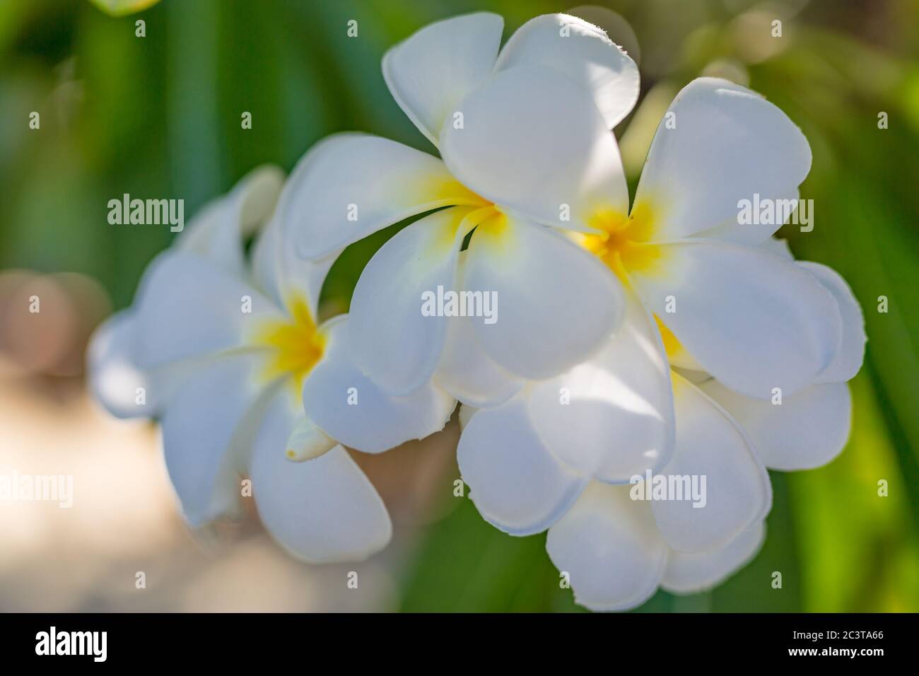 Hintergrundbeleuchtetes Plumeria im Morgenlicht. Tropisches Naturmuster, exotischer Blumengarten Stockfoto