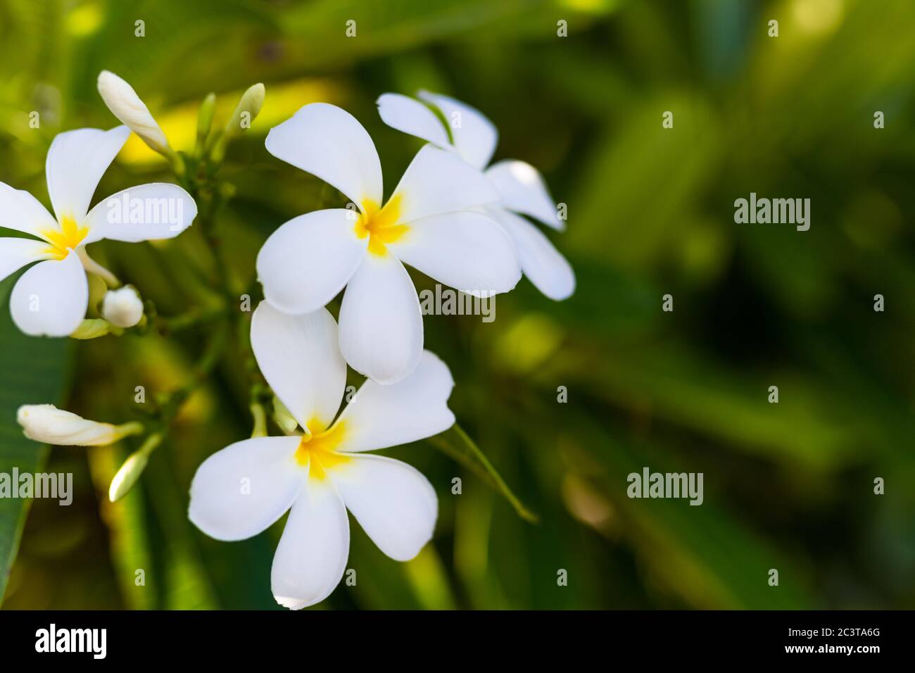 Hintergrundbeleuchtetes Plumeria im Morgenlicht. Tropisches Naturmuster, exotischer Blumengarten Stockfoto
