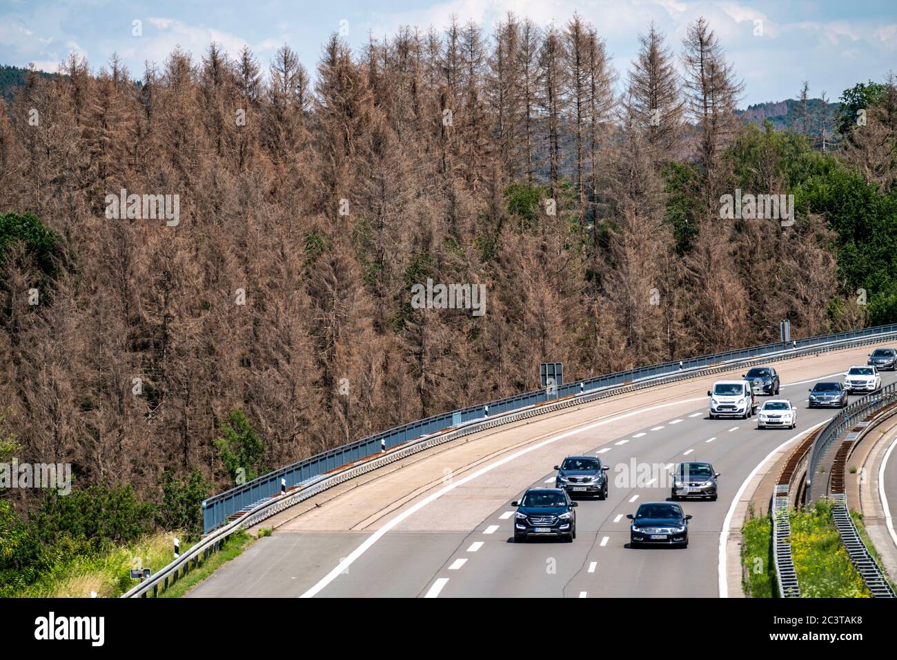 Waldsterben im Bergischen Land, an der Autobahn A4, bei Engelskirchen, über 70 Prozent der Fichten Bäume sind erkannt, beschädigt, meist durch den Bo Stockfoto