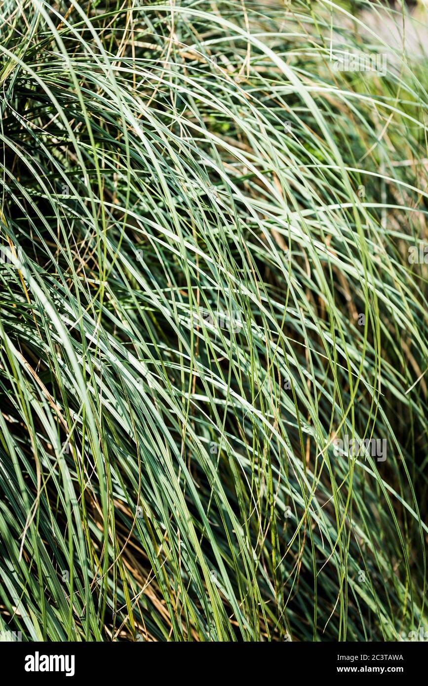 Die Blätter einer Pampas-Graspflanze; Cortaderia selloana. Stockfoto