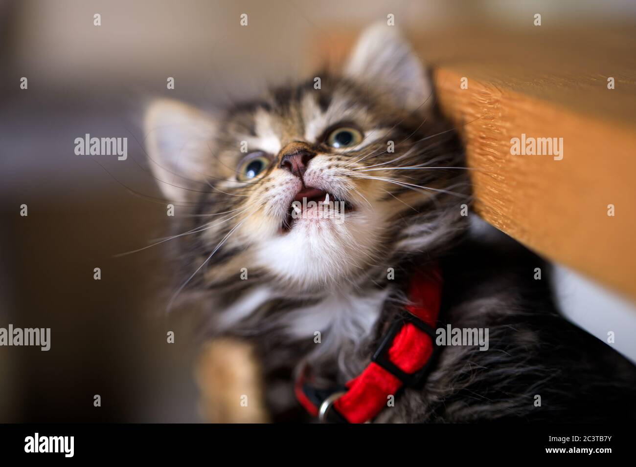 Acht Wochen altes Kätzchen fotografiert genießen das Leben in einem Korb. Stockfoto