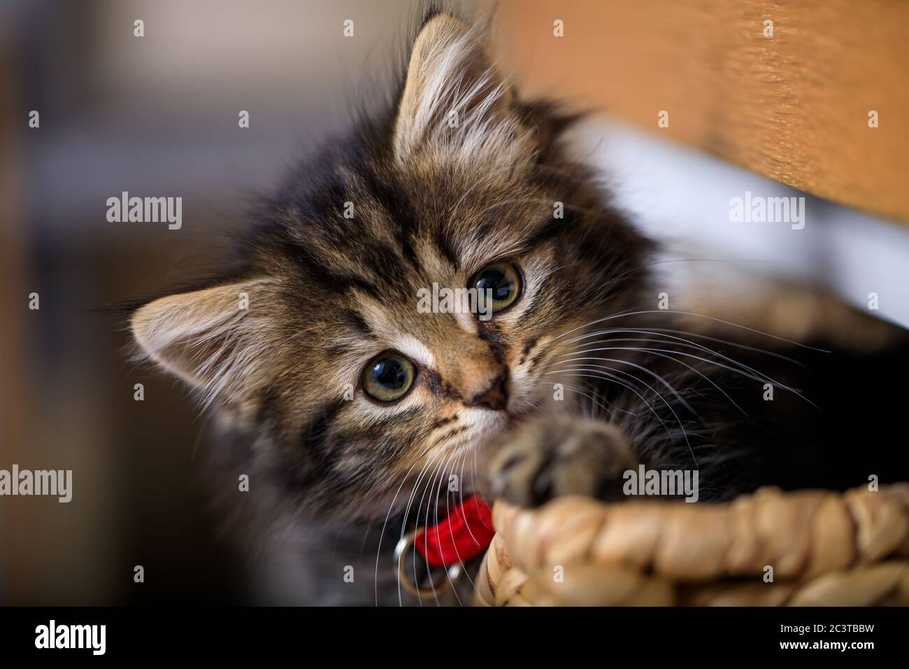 Acht Wochen altes Kätzchen fotografiert genießen das Leben in einem Korb. Stockfoto