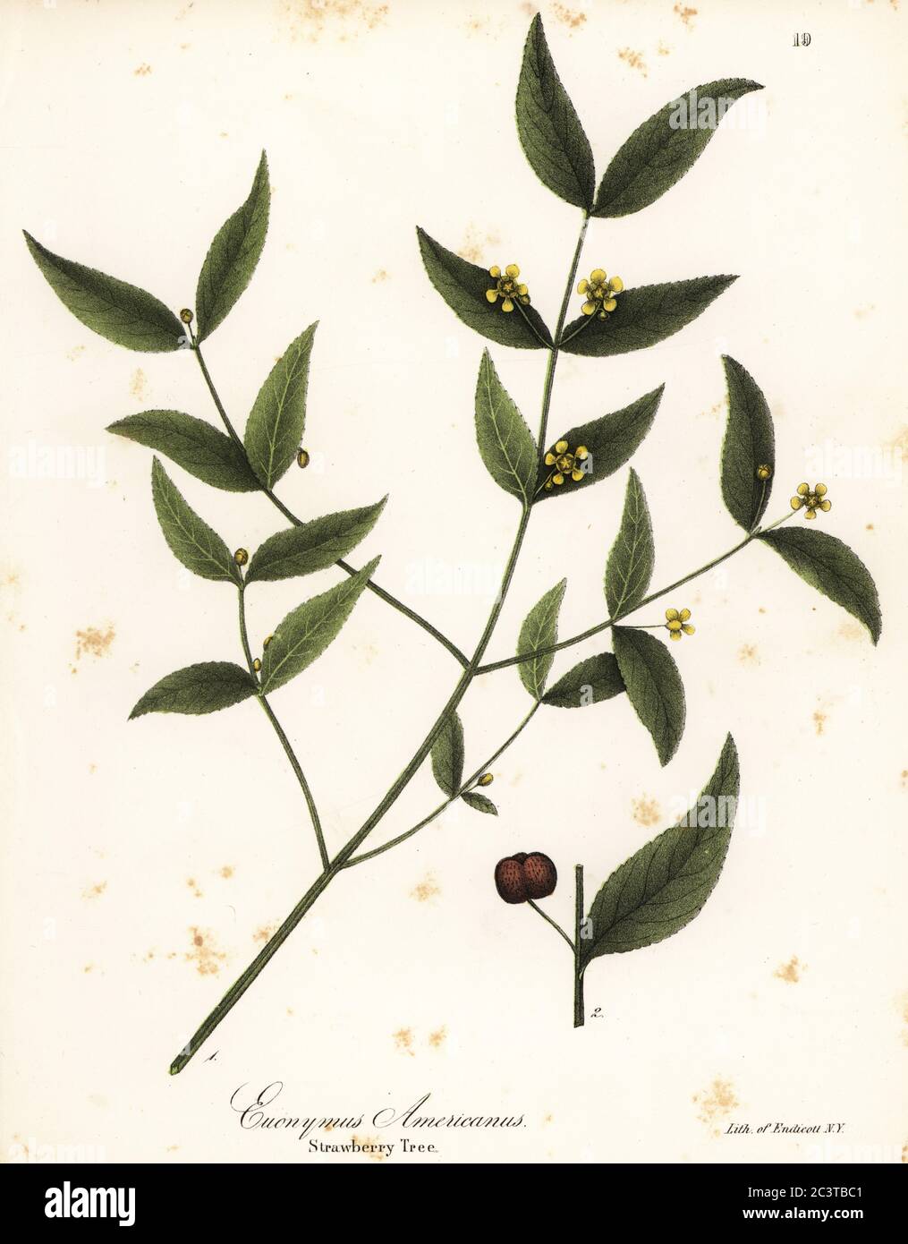 Erdbeerbaum, Euonymus americanus. Handkolorierte Lithographie von Endicott nach einer botanischen Illustration aus John Torreys A Flora of the State of New York, Carroll and Cook, Albany, 1843. Die Platten gezeichnet von John Torrey, Agnes Mitchell, Elizabeth Paoley und Swinton. John Torrey war ein amerikanischer Botaniker, Chemiker und Arzt 1796-1873. Stockfoto