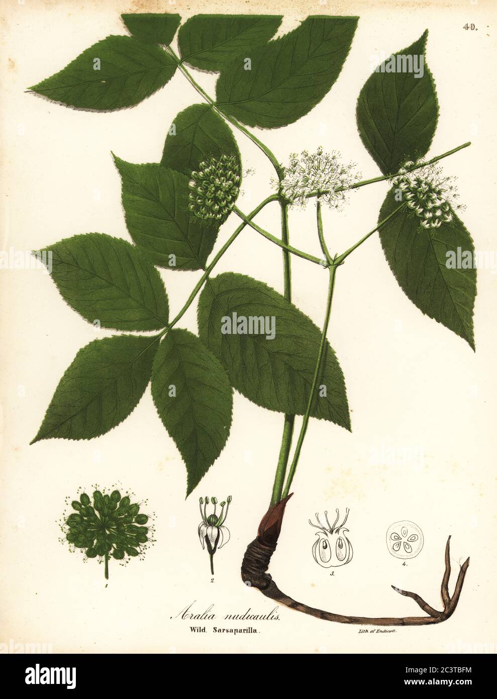 Wilder Sarsaparilla, Aralia nudicaulis. Handkolorierte Lithographie von Endicott nach einer botanischen Illustration aus John Torreys A Flora of the State of New York, Carroll and Cook, Albany, 1843. Die Platten gezeichnet von John Torrey, Agnes Mitchell, Elizabeth Paoley und Swinton. John Torrey war ein amerikanischer Botaniker, Chemiker und Arzt 1796-1873. Stockfoto