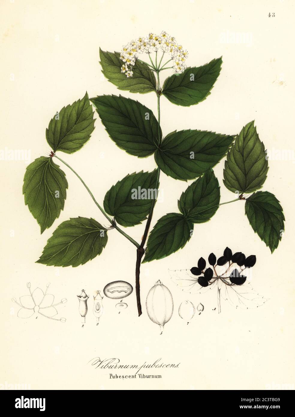 Pubertierender Viburnum, Viburnum pubescens. Handkolorierte Lithographie von Endicott nach einer botanischen Illustration aus John Torreys A Flora of the State of New York, Carroll and Cook, Albany, 1843. Die Platten gezeichnet von John Torrey, Agnes Mitchell, Elizabeth Paoley und Swinton. John Torrey war ein amerikanischer Botaniker, Chemiker und Arzt 1796-1873. Stockfoto