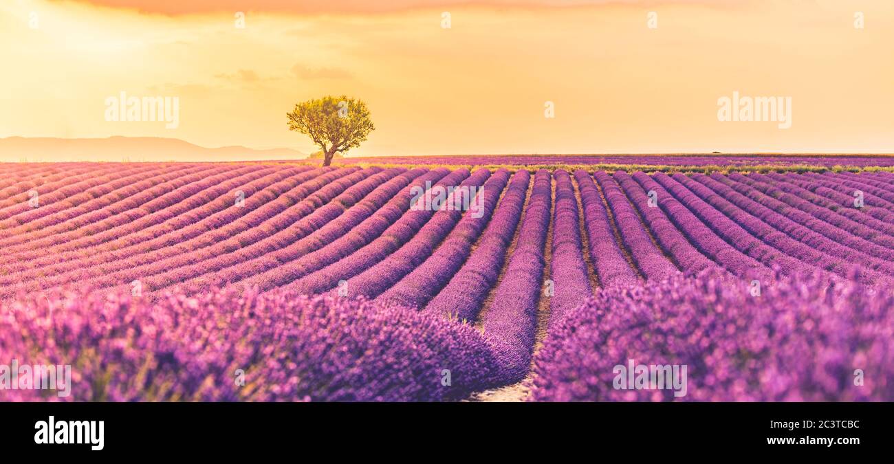Atemberaubende Landschaft mit Lavendelfeld bei Sonnenuntergang. Blühende violett duftende Lavendelblüten mit Sonnenstrahlen mit warmen Sonnenuntergang Himmel. Stockfoto