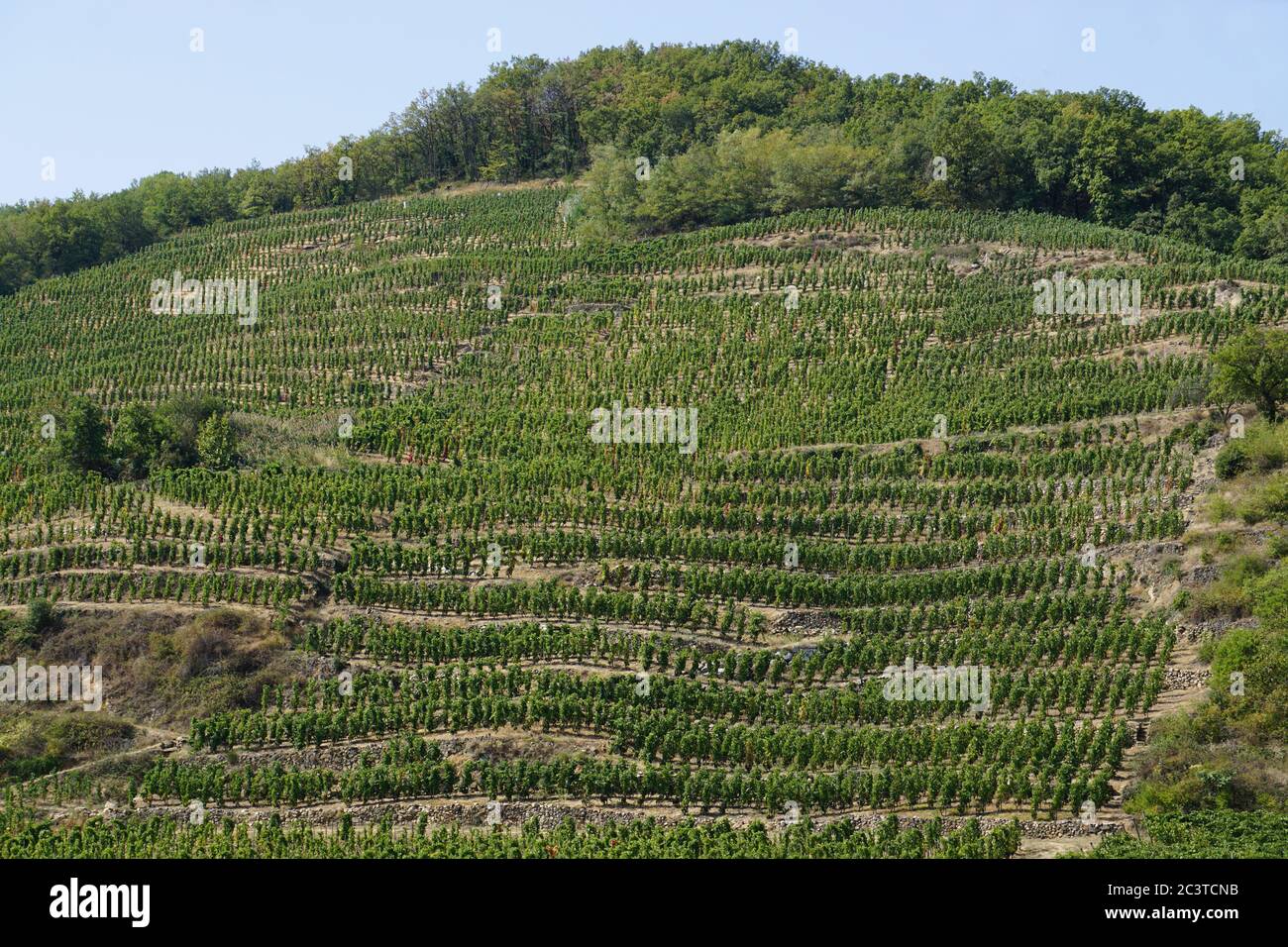 côtes du rhône, frankreich Weinberge wachsen an den Hügeln in Reihen Stockfoto