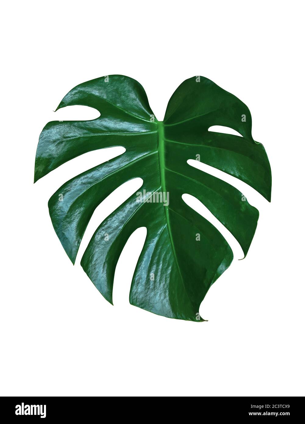 was kostet eine monstera Monstera deliciosa (Fensterblatt) kaufen main image 1