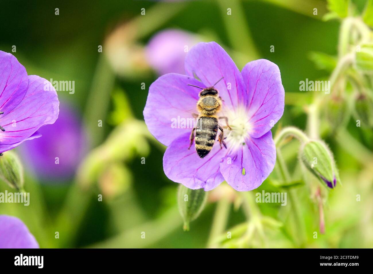 Geranium pratense Brookside Biene fliegende Geranienbiene Stockfoto