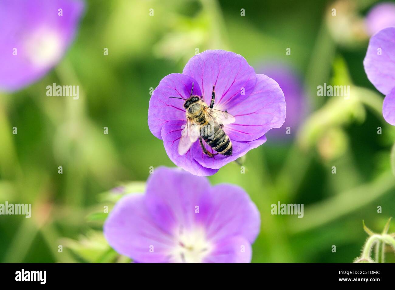 Geranium pratense Brookside Biene auf Blume Stockfoto
