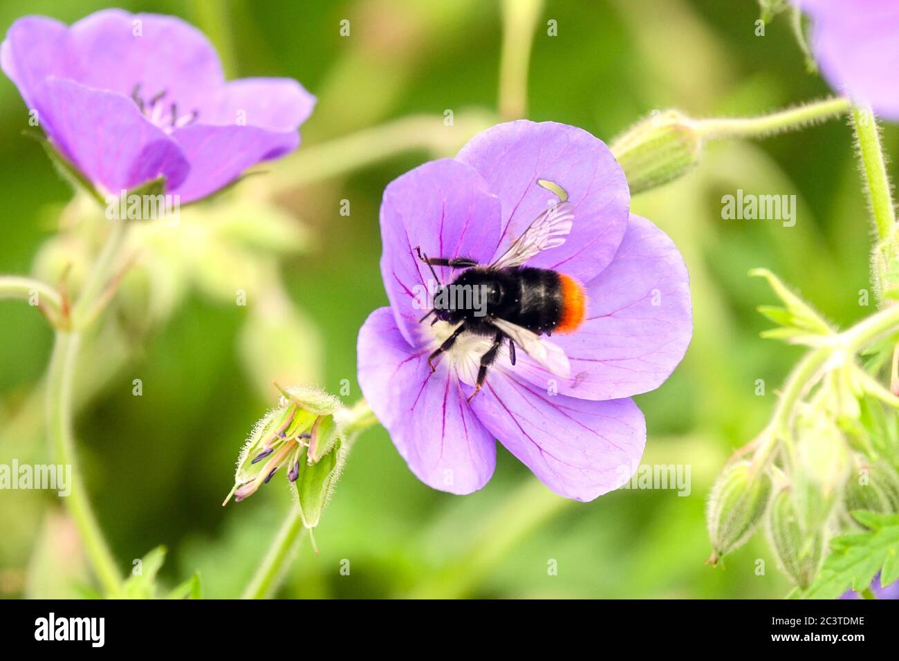 Geranium pratense Brookside Hummel auf Blume Stockfoto