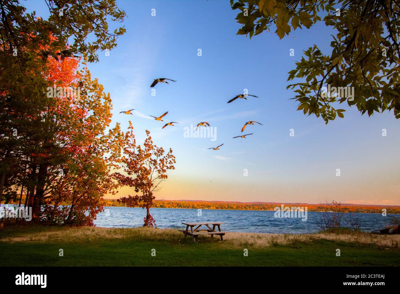 Herbstmigration. Gänse fliegen im Herbst über den Lake Superior, umgeben von den lebendigen Herbstfarben der Upper Peninsula von Michigan. Stockfoto