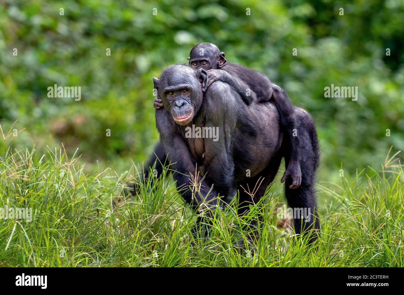 Bonobo Cub auf dem Rücken der Mutter. Grüner natürlicher Hintergrund. Wissenschaftlicher Name: Pan paniscus. Demokratische Republik Kongo. Afrika Stockfoto