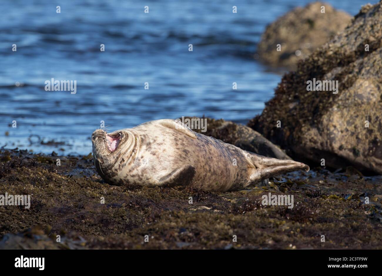 Graue Robbe, Ravenscar, North Yorkshire Stockfoto