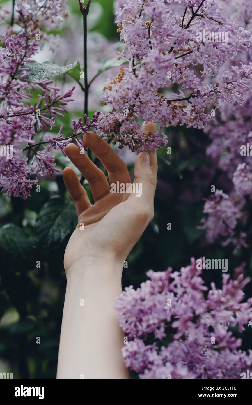 Nahaufnahme der Hand der Frau, die Fliederblüten berührt. Stockfoto