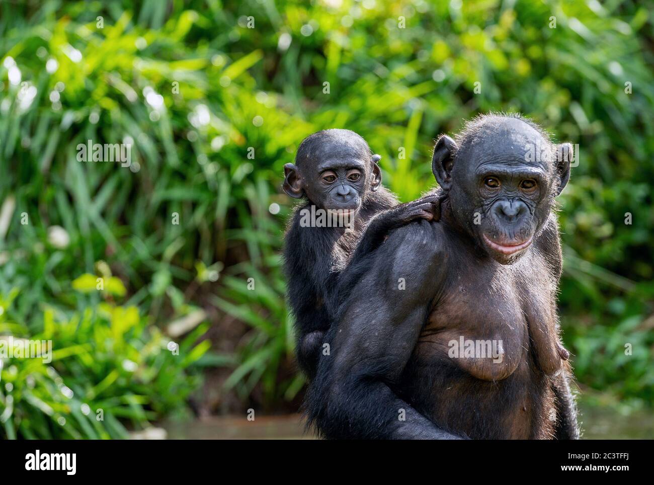 Bonobo Cub auf dem Rücken der Mutter. Ein Bonobo mit Baby. Grüner natürlicher Hintergrund. Wissenschaftlicher Name: Pan paniscus. Demokratische Republik Kongo. Afrika. Stockfoto