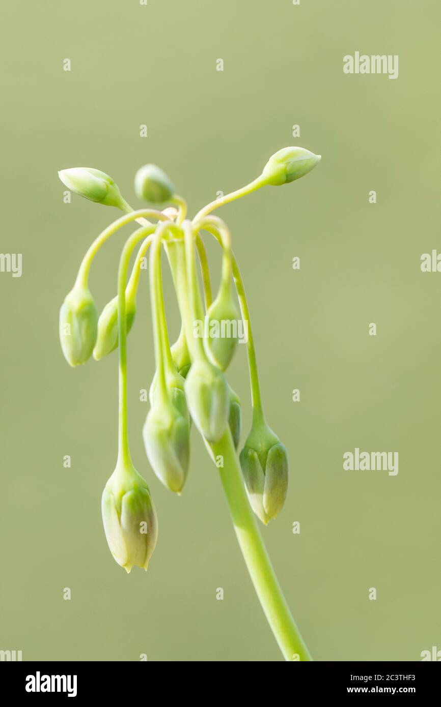Honig Knoblauch (Allium siculum, Nectaroscordum siculum), Blütenstand in Knospen Stockfoto