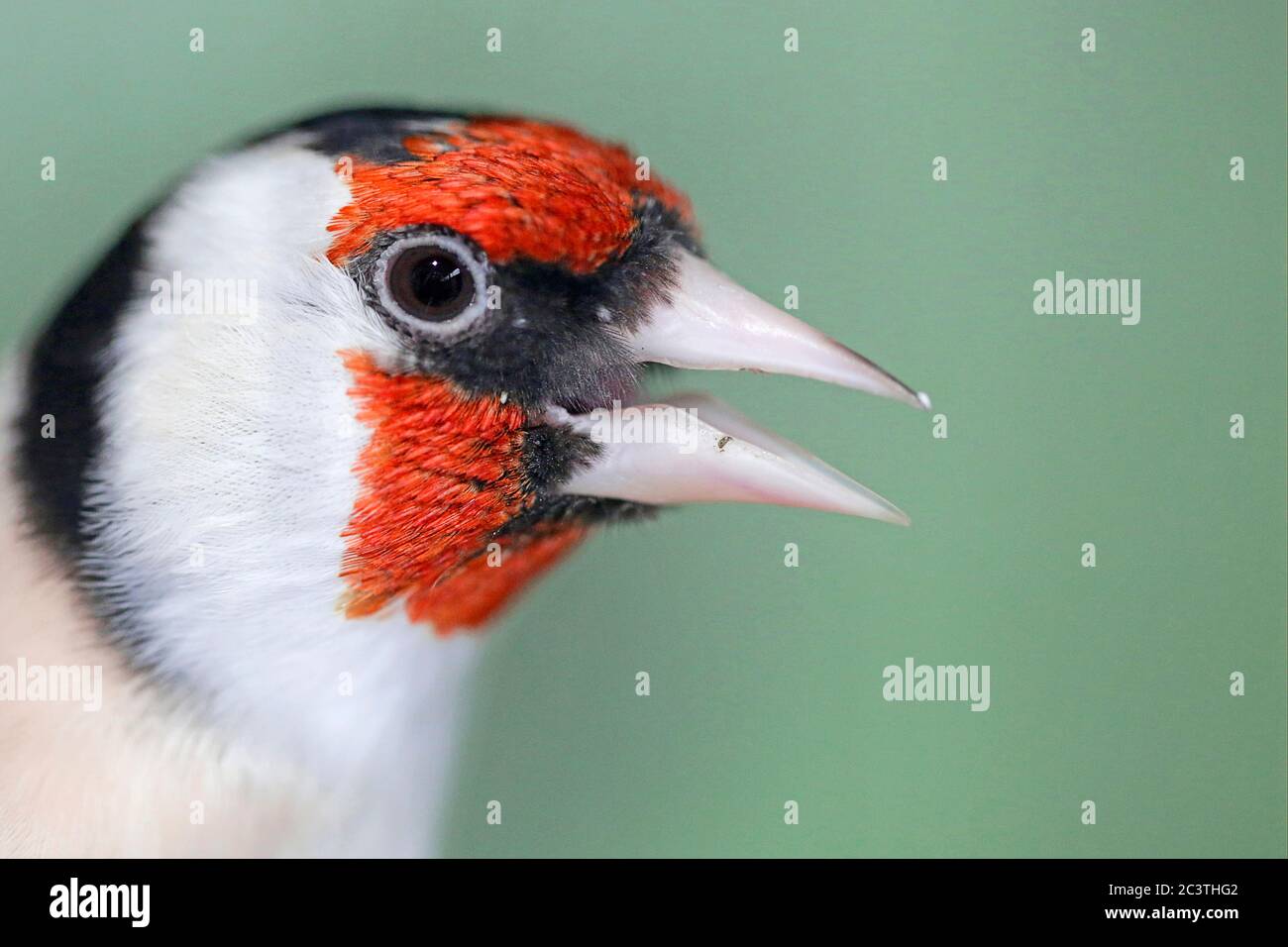 Eurasischer Goldfink (Carduelis carduelis), Portrait, Calling, Deutschland, Bayern, Niederbayern, Niederbayern Stockfoto