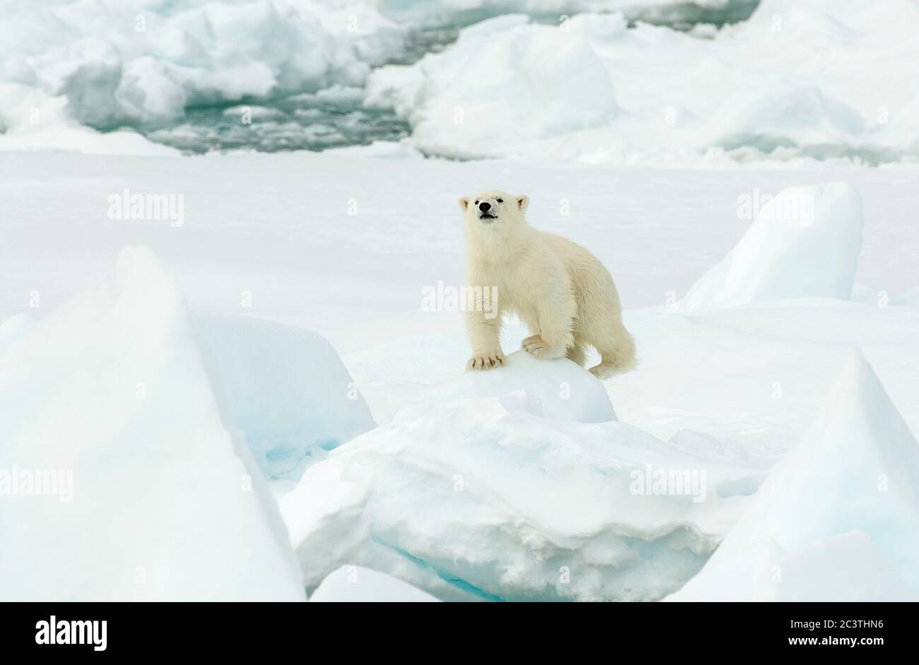 Eisbär (Ursus maritimus), Klettern auf Packeis, Vorderansicht, Norwegen, Spitzbergen Stockfoto