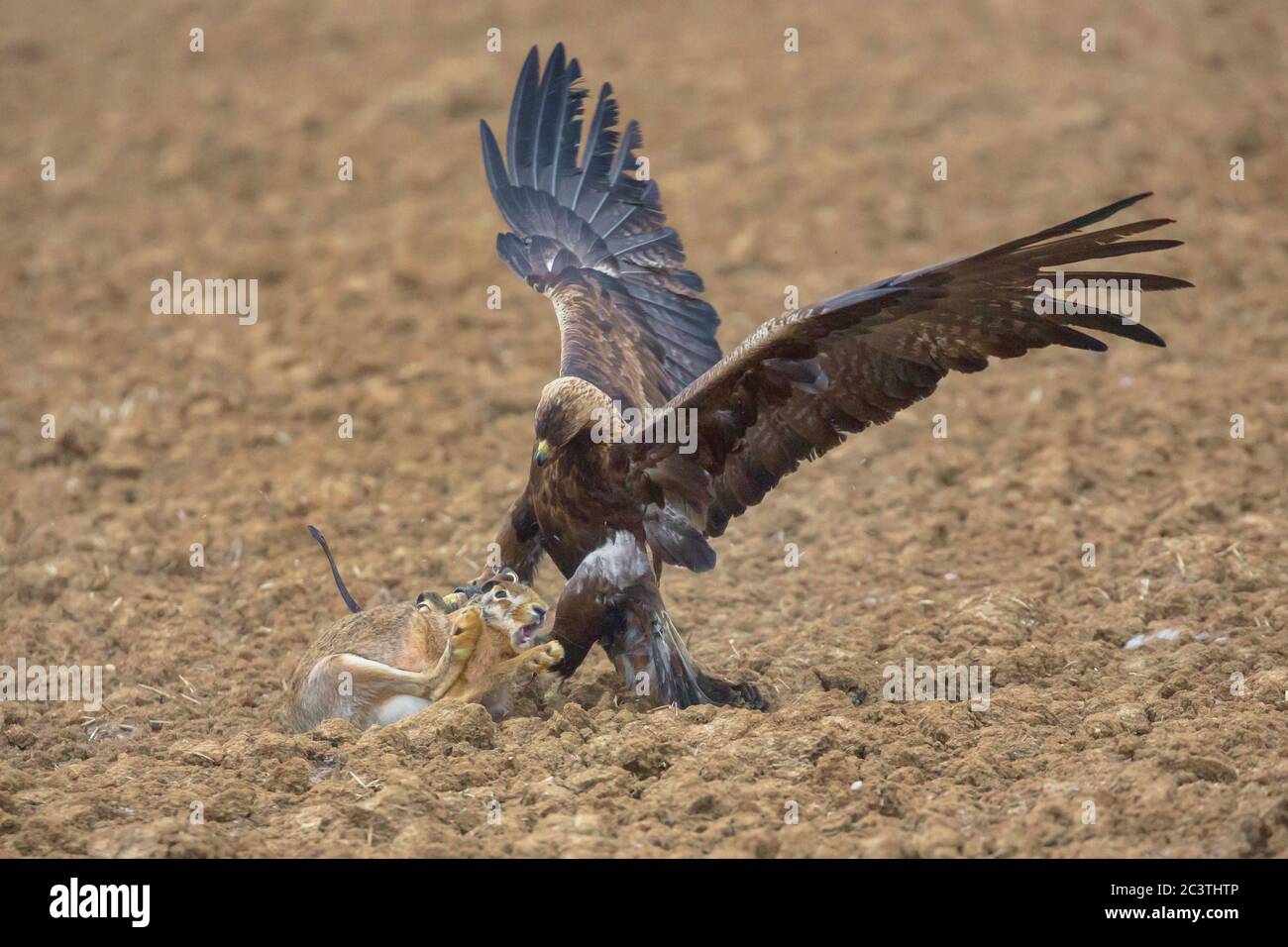 goldener Adler (Aquila chrysaetos), einen braunen Hasen auf einem Hektar fangen, Falknerei, Deutschland Stockfoto