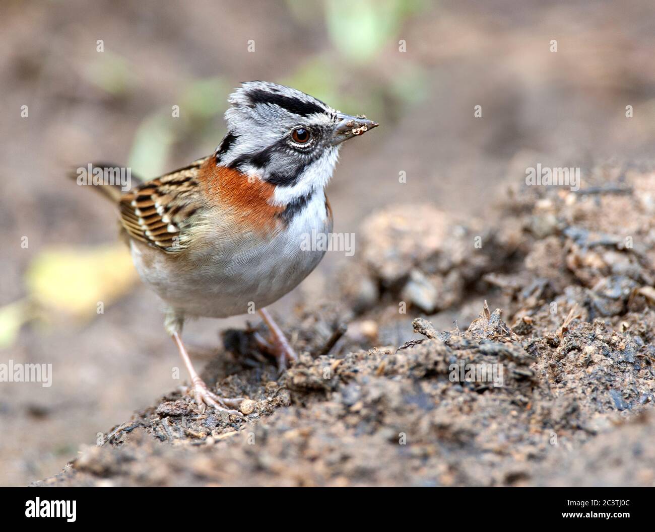 Rotbarsch (Zonotrichia capensis), männliche Nahrungssuche, Brasilien Stockfoto