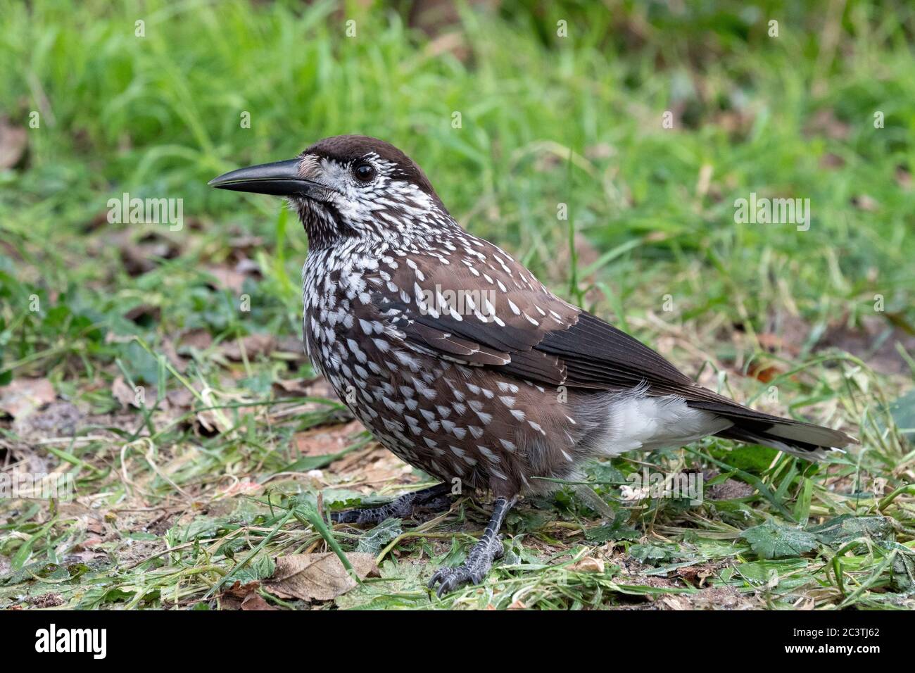 Gefleckter Nussknacker (Nucifraga caryocatactes), Sitzend auf dem Boden, Seitenansicht, Niederlande Stockfoto