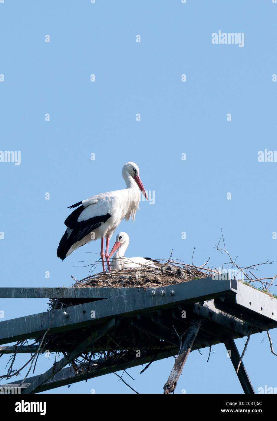 Weißstorch (Ciconia ciconia), Paar in einem Storchennest auf einem Strompylon, Niederlande, Lelystad Stockfoto