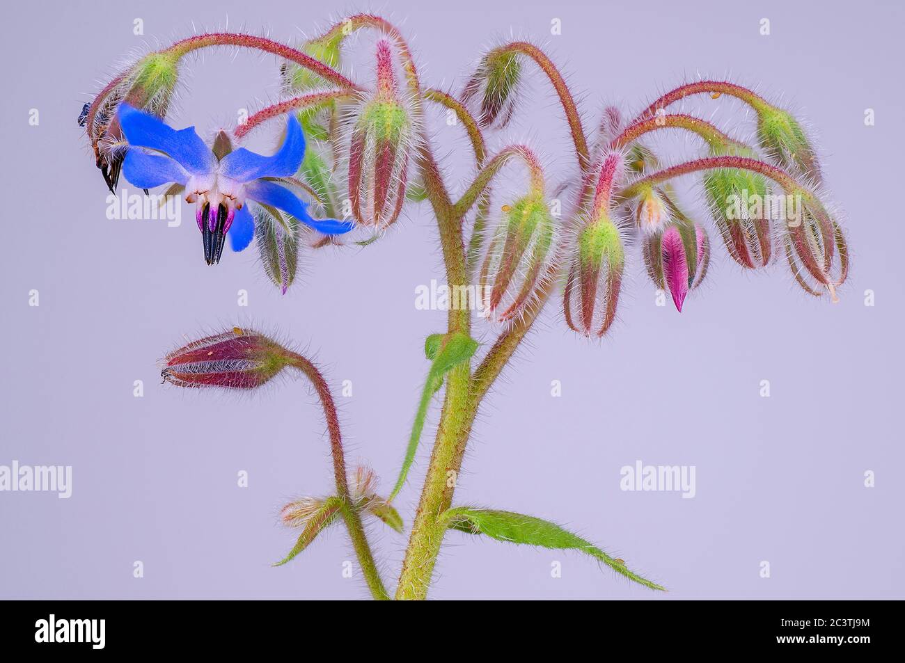 Borretsch (Borago officinalis), blühend vor violettem Hintergrund Stockfoto