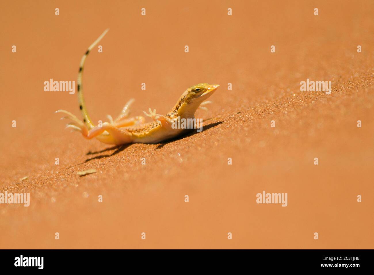 Wüsteneidechse (Meroles anchietae, Pachyrhynchus anchietae), Abkühlung in der Sossusvlei, Seitenansicht, Namibia Stockfoto