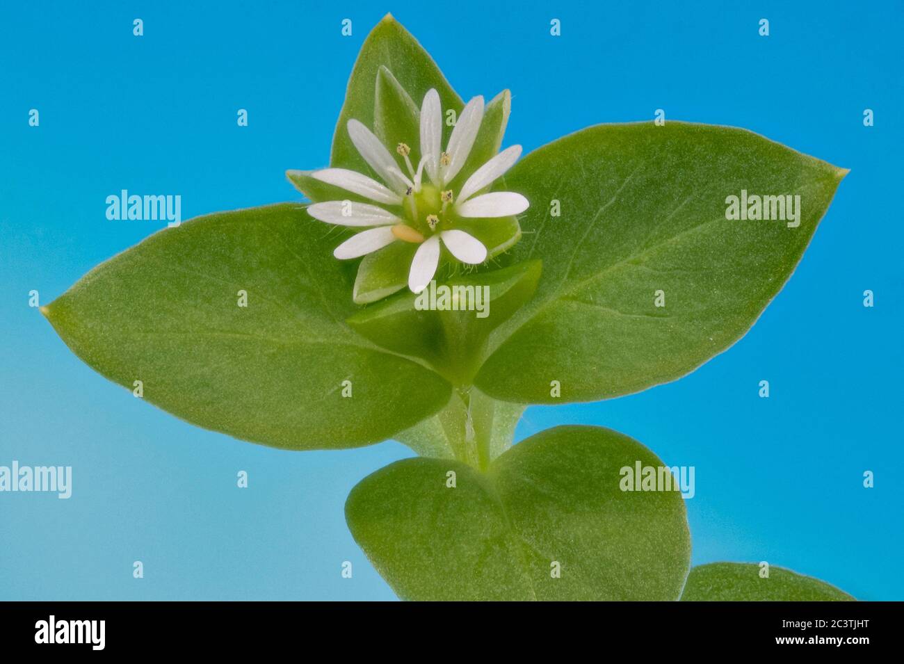 Gewöhnliches Kicherkraut (Stellaria media), blühend vor blauem Hintergrund, Deutschland Stockfoto