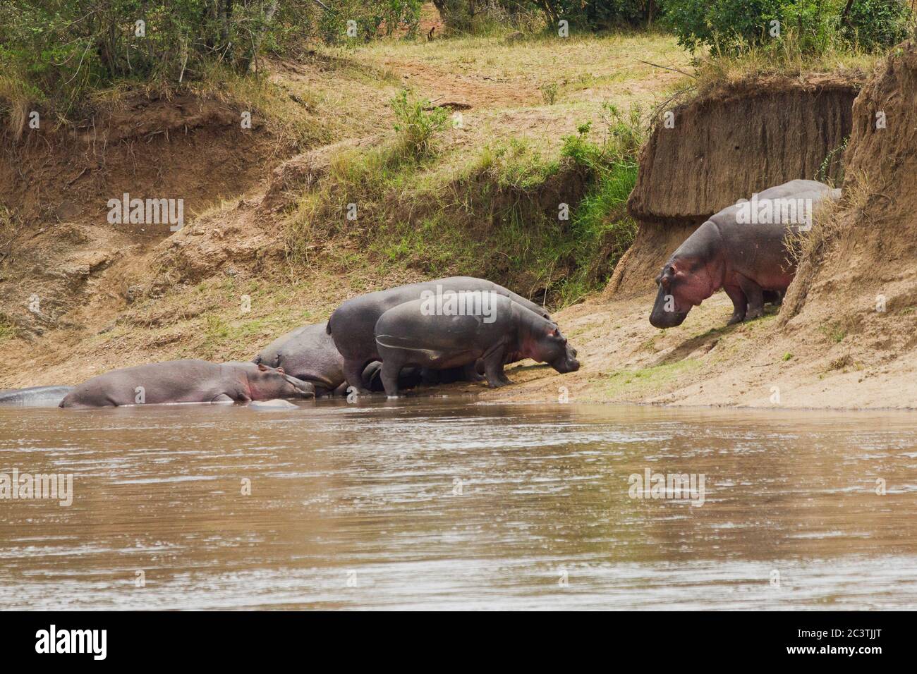 Nilpferd im Mara River Maasai Mara Kenia Stockfoto