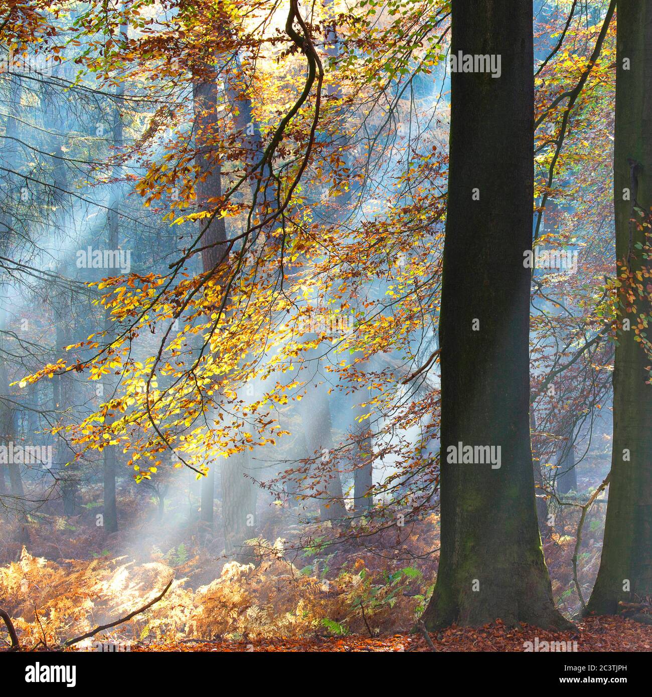 Buche (Fagus sylvatica), Sonnenstrahlen im Nebelwald im Herbst, Niederlande, Gelderland, Veluwe, Speulderbos Stockfoto