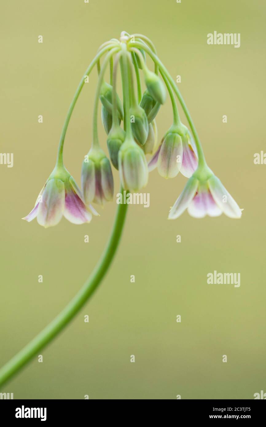 Honig Knoblauch (Allium siculum, Nectaroscordum siculum), Blütenstand Stockfoto