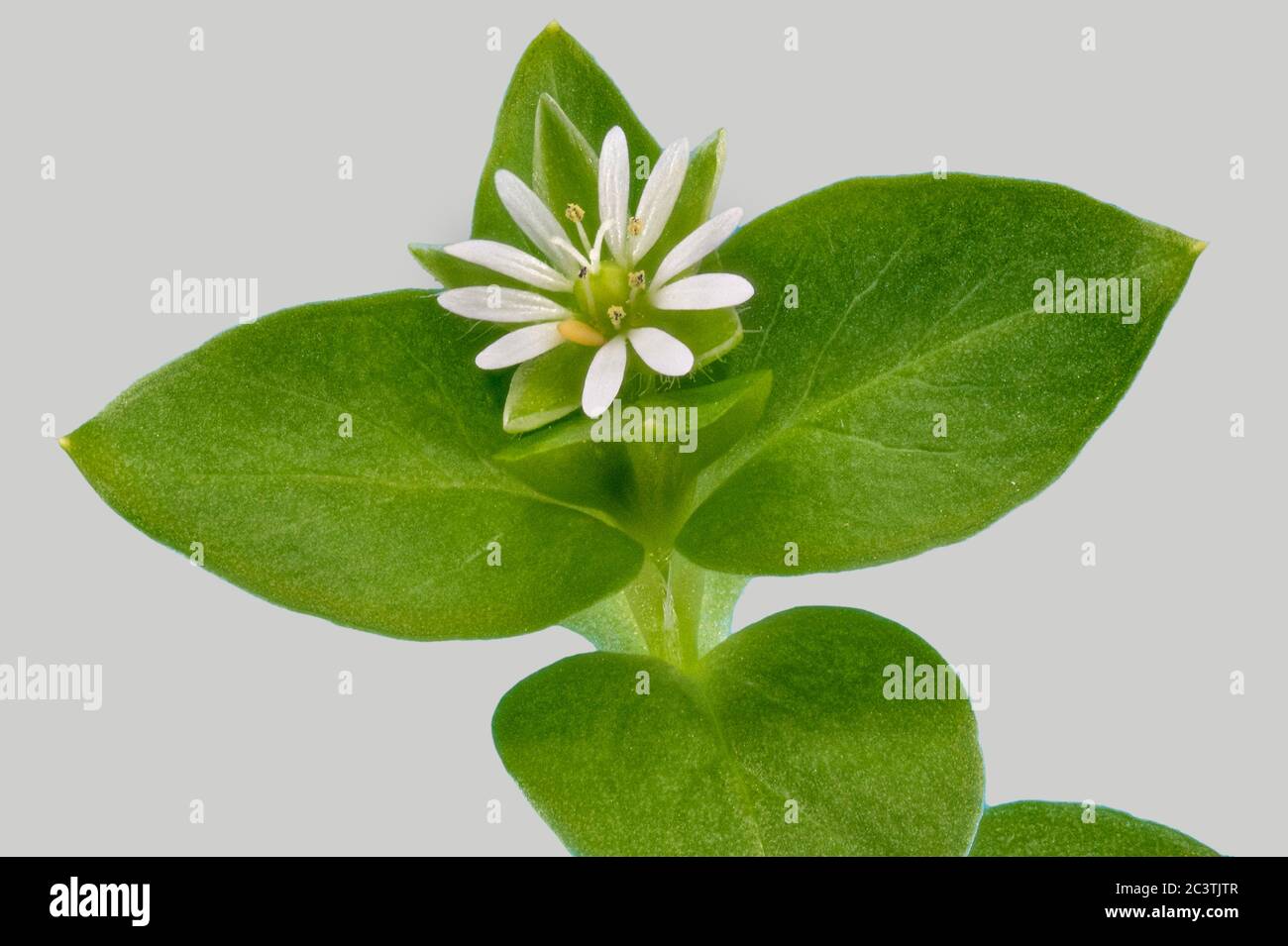 Gewöhnliches Kicherkraut (Stellaria media), blühend dagegen, Deutschland Stockfoto