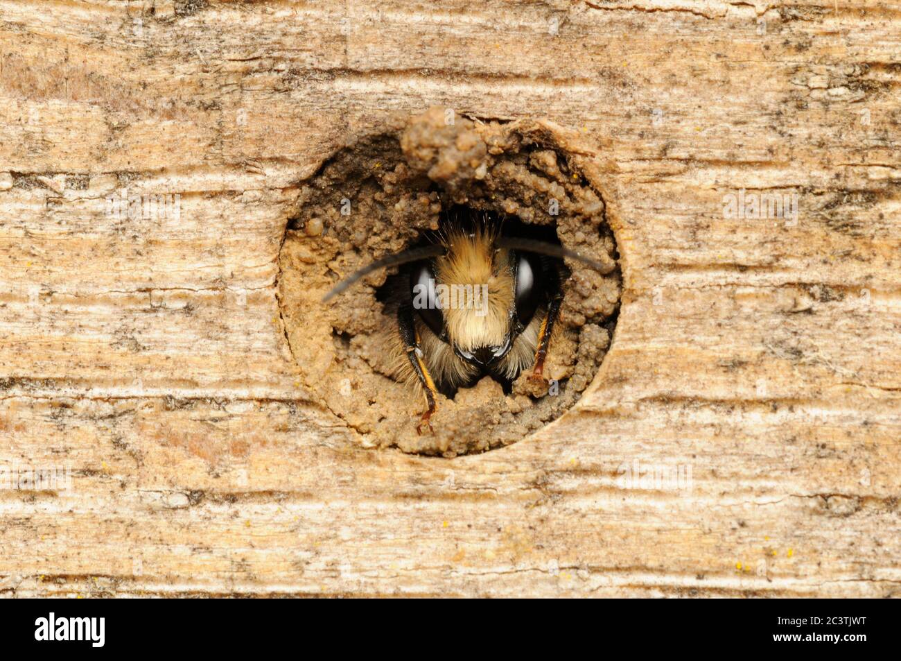 Rote Freimaurerbiene, Osmia bicornis, Synonym Osmia rufa, im Bienenhaus, Norfolk, Mai Stockfoto