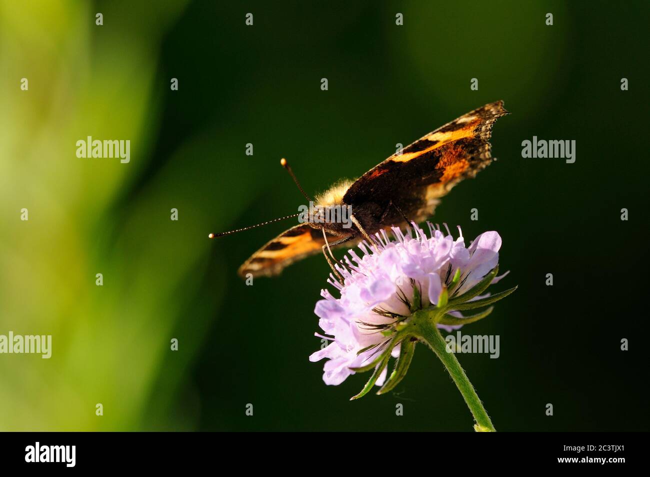 Kleine Schildkrötenbauch Schmetterling, Fütterung von Scabious Blume, Norfolk, Großbritannien Stockfoto