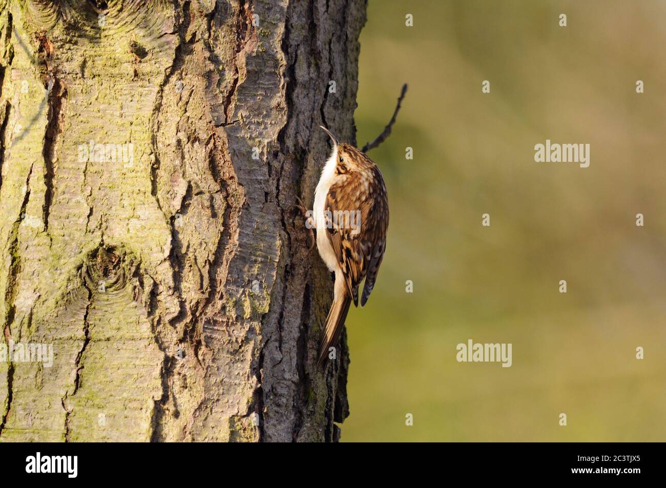 Baumläufer, Certhia familiaris, Lackford Lakes, Suffolk Wildlife Trust Stockfoto