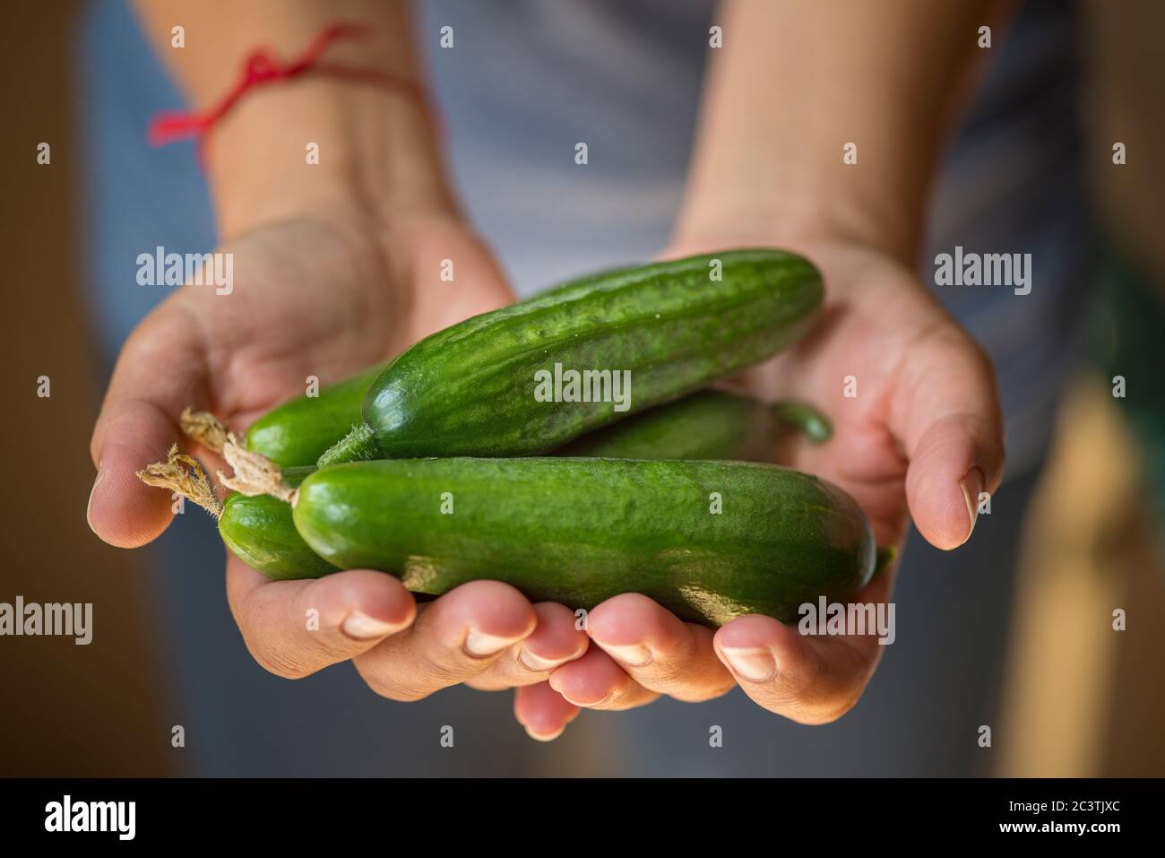 Frisch gepflückte Babygurken Stockfoto