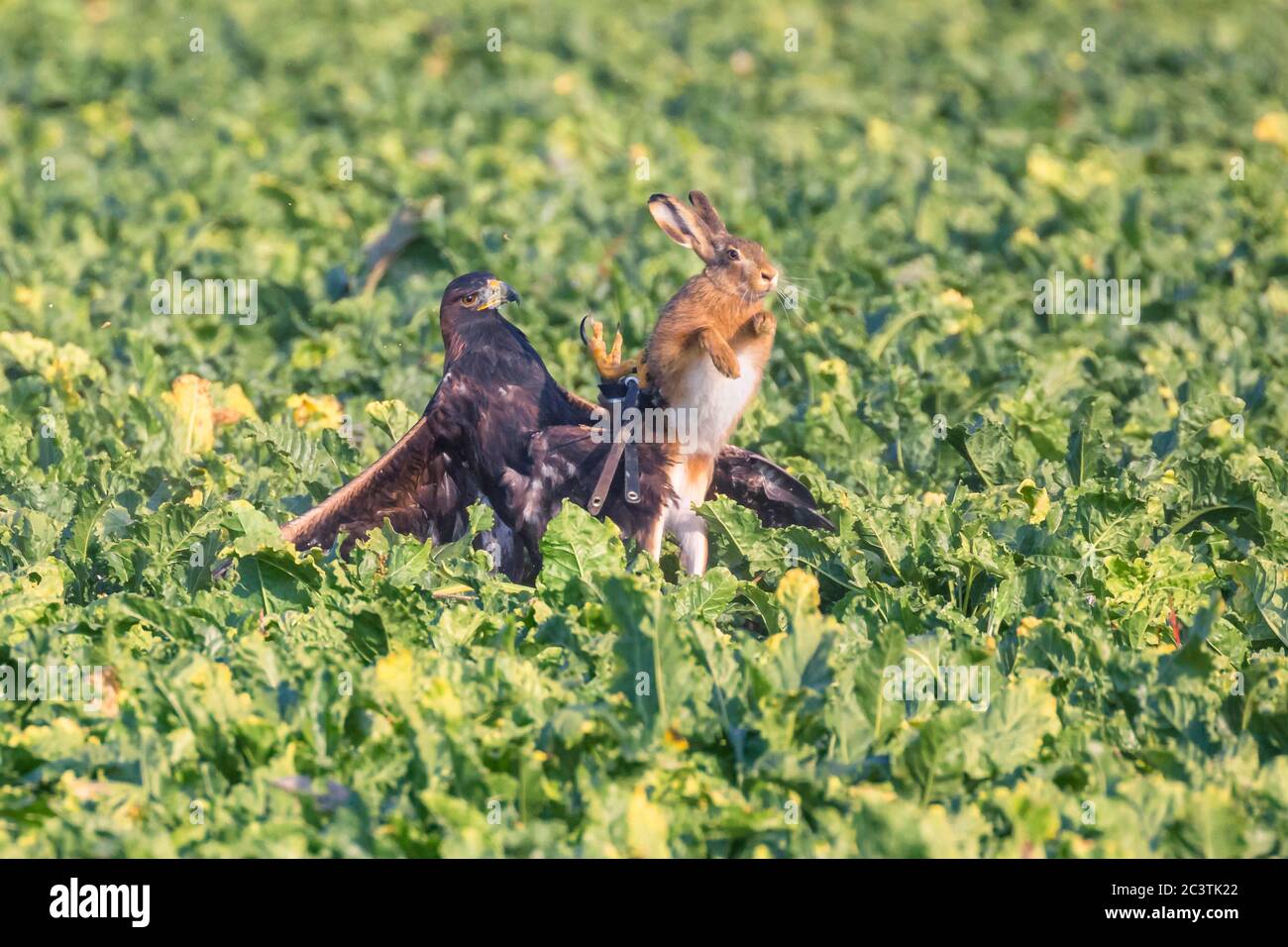 goldener Adler (Aquila chrysaetos), fängt einen braunen Hasen in einem Rübenfeld, Falknerei, Deutschland Stockfoto
