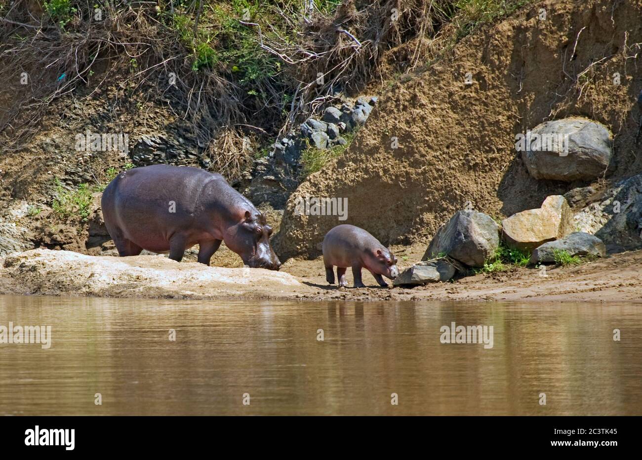 Hippopotamus Mutter und Junge im Mara River Maasai Mara Kenia Stockfoto