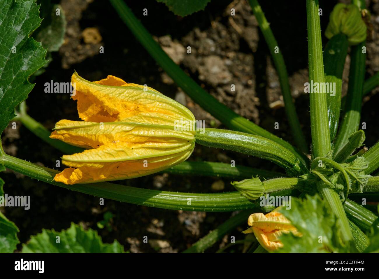 Blühende weibliche Blume von Courgette -close-up Stockfoto
